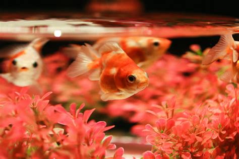 養幾條魚最好|一個魚缸養多少魚合適，從風水學及科學的角度來告訴你！